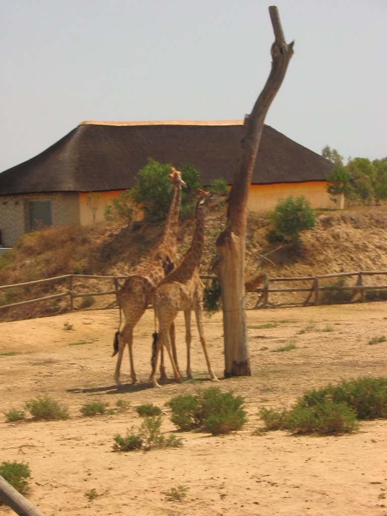 Giraffe - Friguia Animal Park by Cristina Sofia Olive…