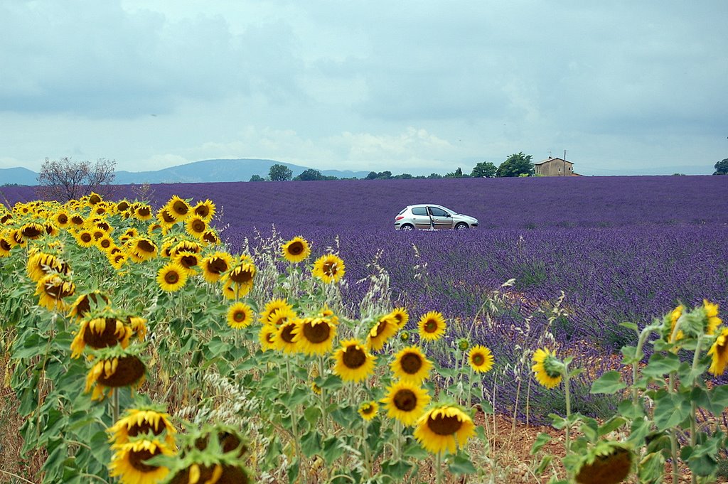 France Plateau de Valensole Tournesol et Lavande) by Claude Roussel-Dupre