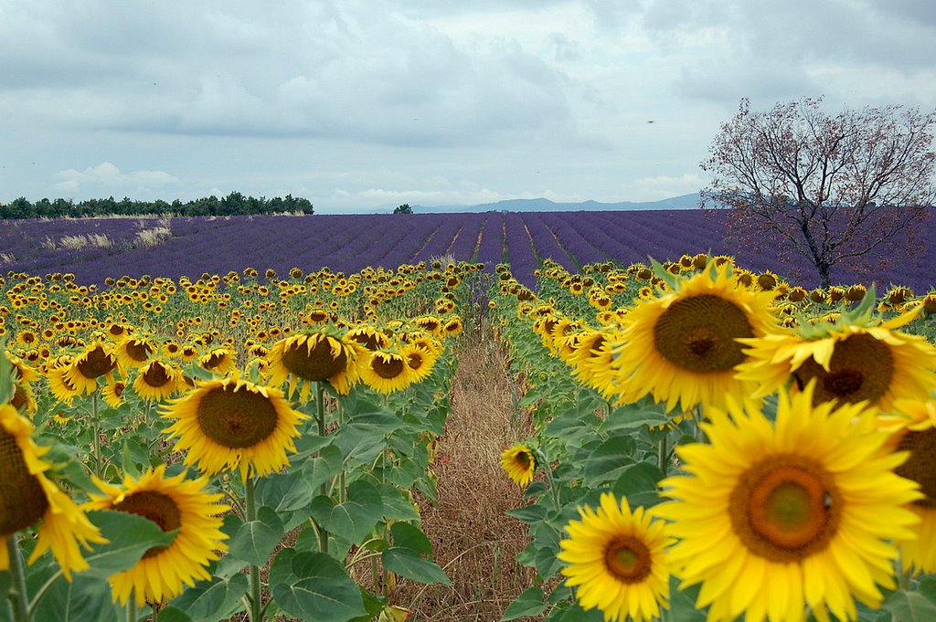 France Plateau de Valensole (Tournesol et Lavande) by Claude Roussel-Dupre