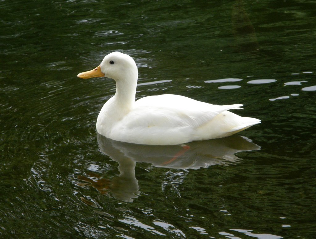 White Drake on Cardoness Loch by © Douglas MacGregor