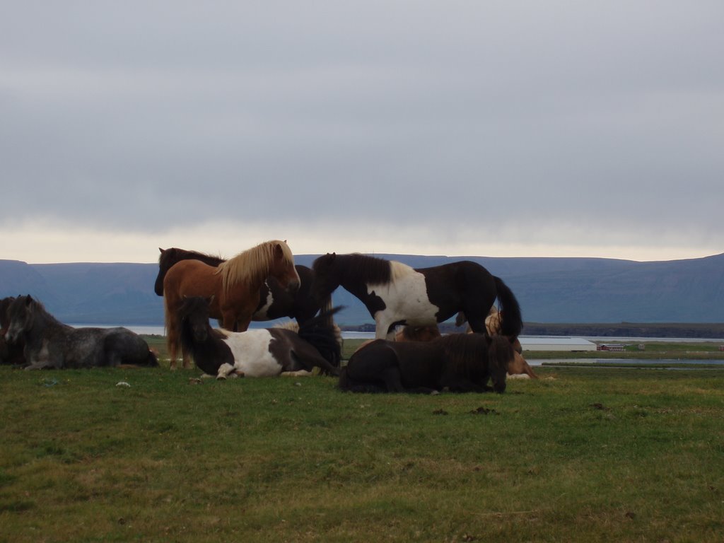 CABALLO ISLANDES by olonamdos