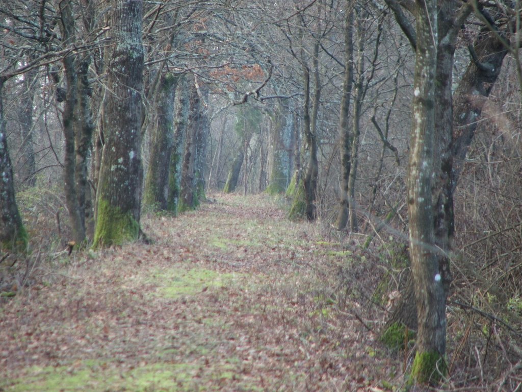 Bosco di Brugnana Nella Paduletta Del Ramone by merigo63