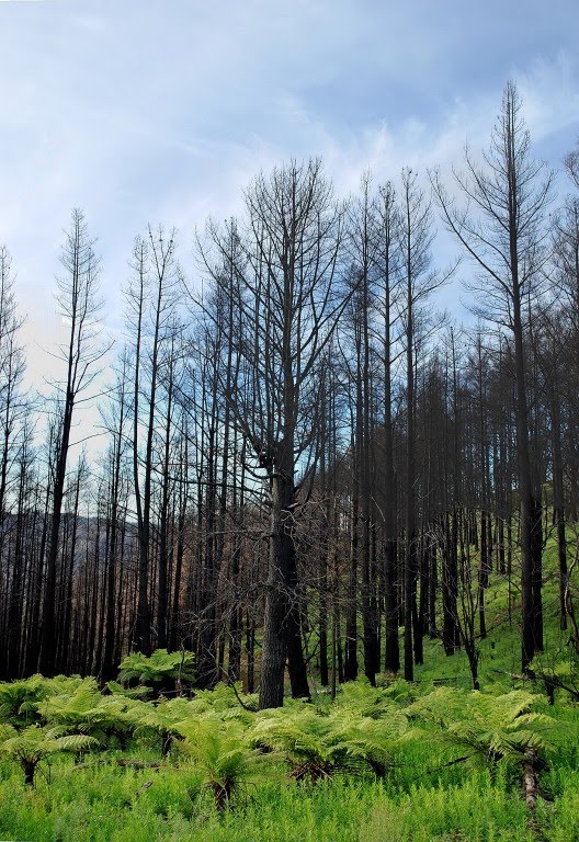 Regrowth from the Black Saturday bushfires by phunny fotos