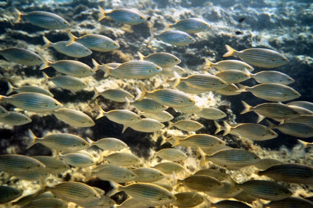 Saupe in Ramla Bay, Malta by Adrian Allain