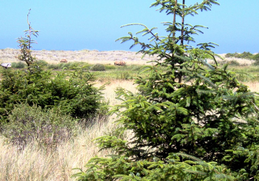 Elk at Gold Bluffs Beach by bullnfrog