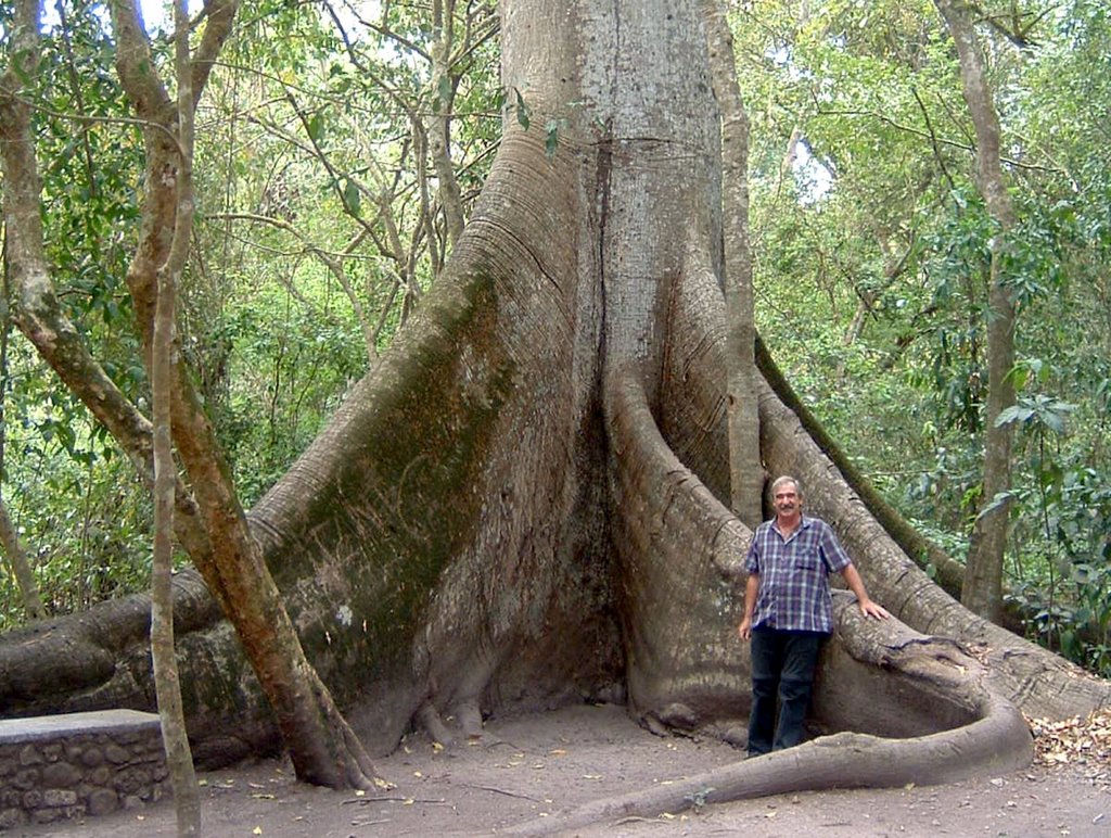 Dans les racines d'un ceiba, Copan Ruinas, Honduras, mars 2005 by Christian Claveau