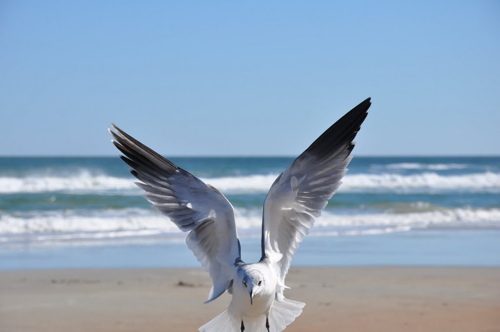 Daytona Beach FL by Chanilim714