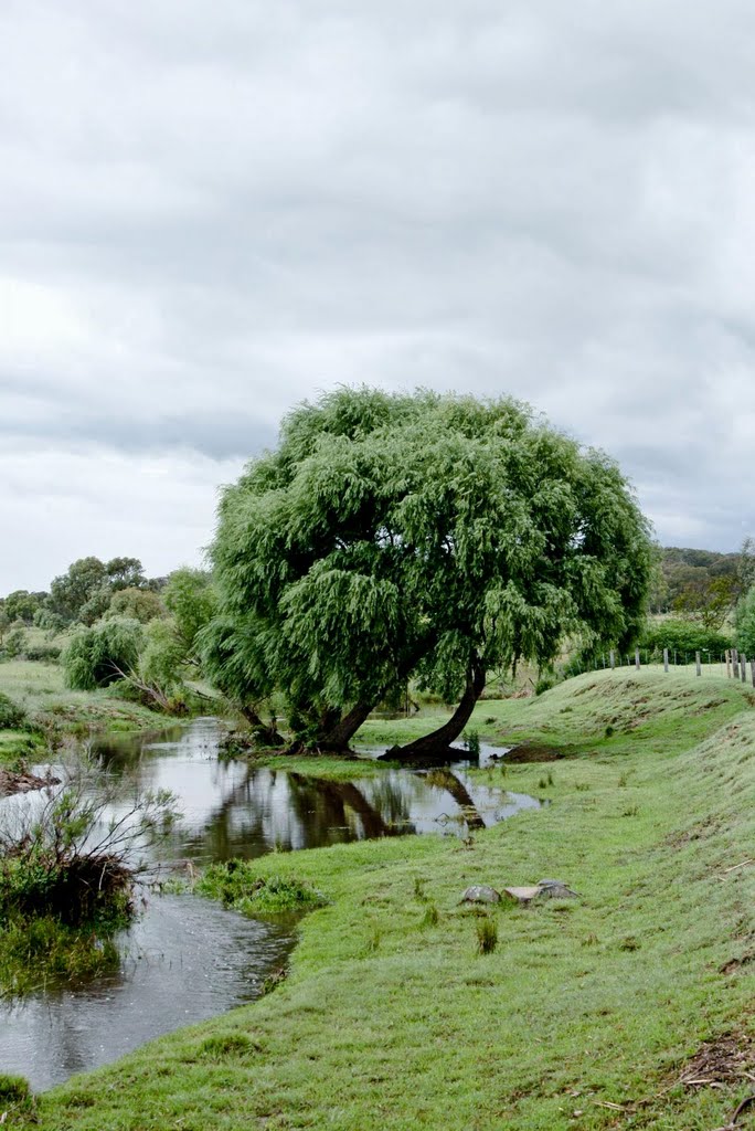 Tenterfield, Nsw, Australia by Julius Sutjiadi