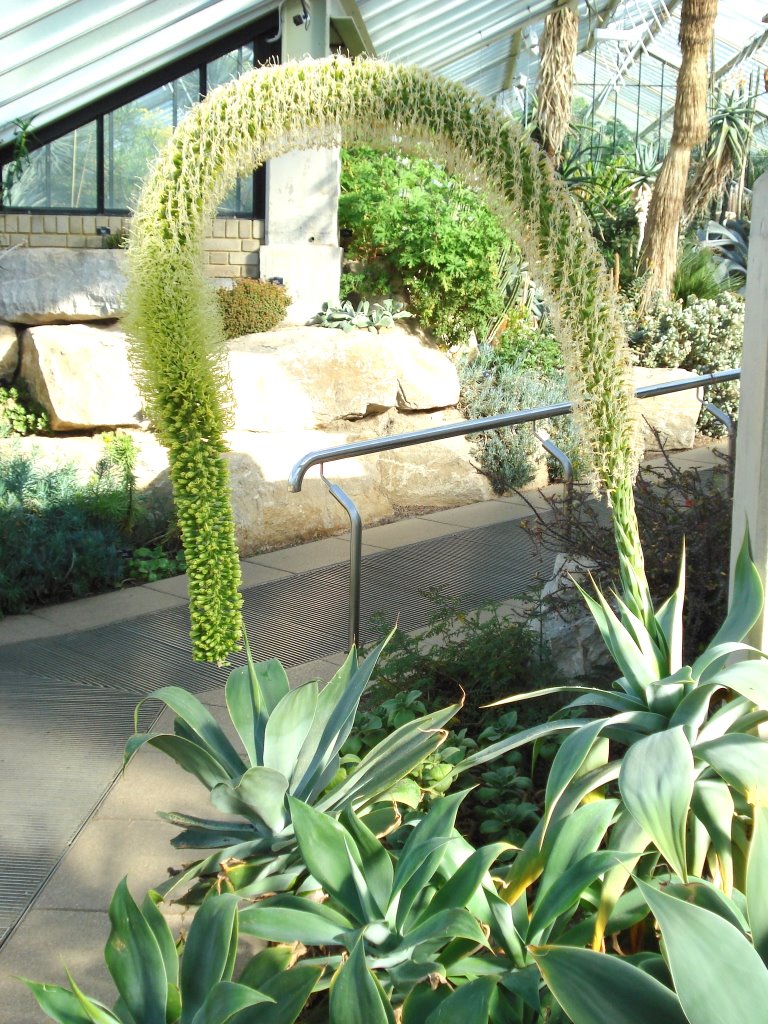 Cactus in Princess of Wales Conservatory by Paul Longland