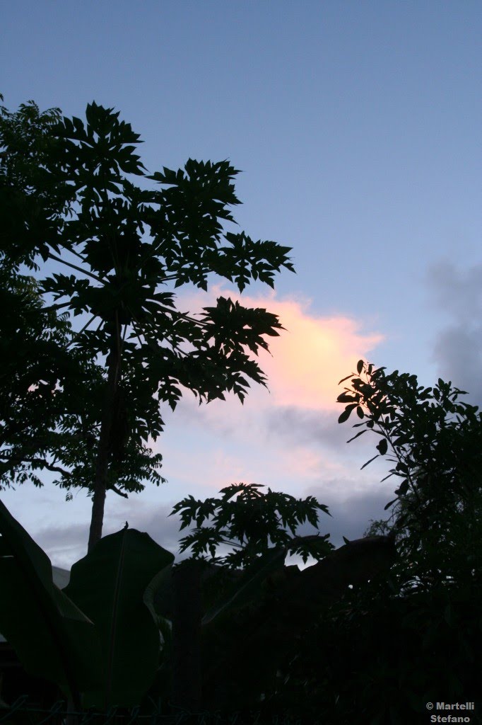 Sunset between papaya trees by ►Stefano Martelli◄