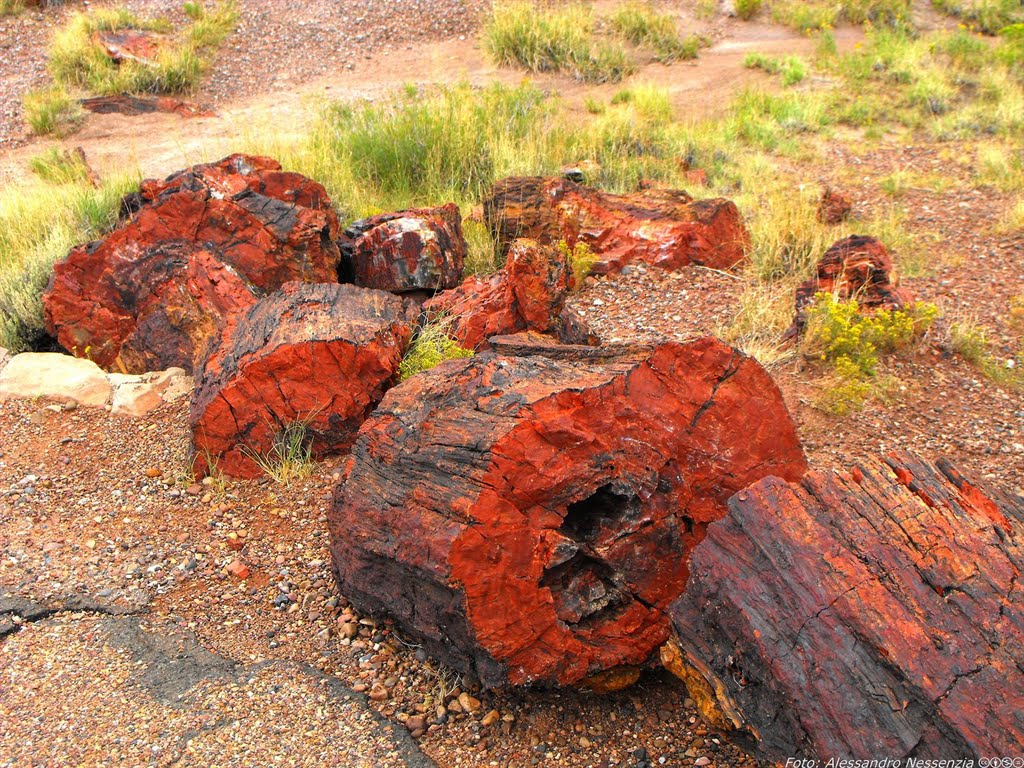 Arizona - Petrified Forest by Alessandro Nessenzia