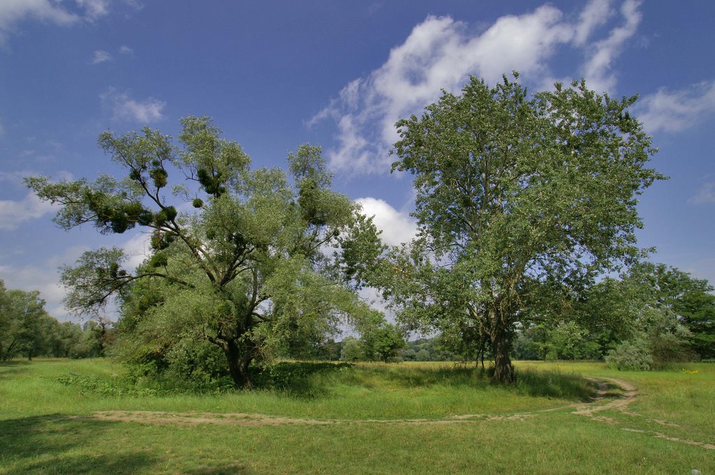 Shyshats'kyi district, Poltavs'ka oblast, Ukraine by Vladymyr Bysov