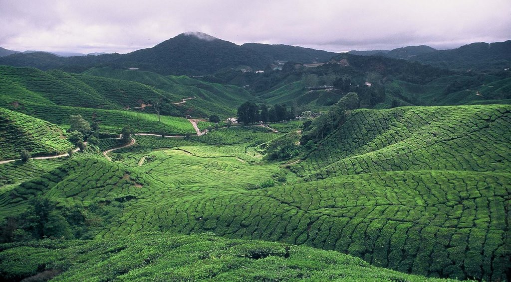 Green Corduroy Tea Plantation by JohnMacdonald