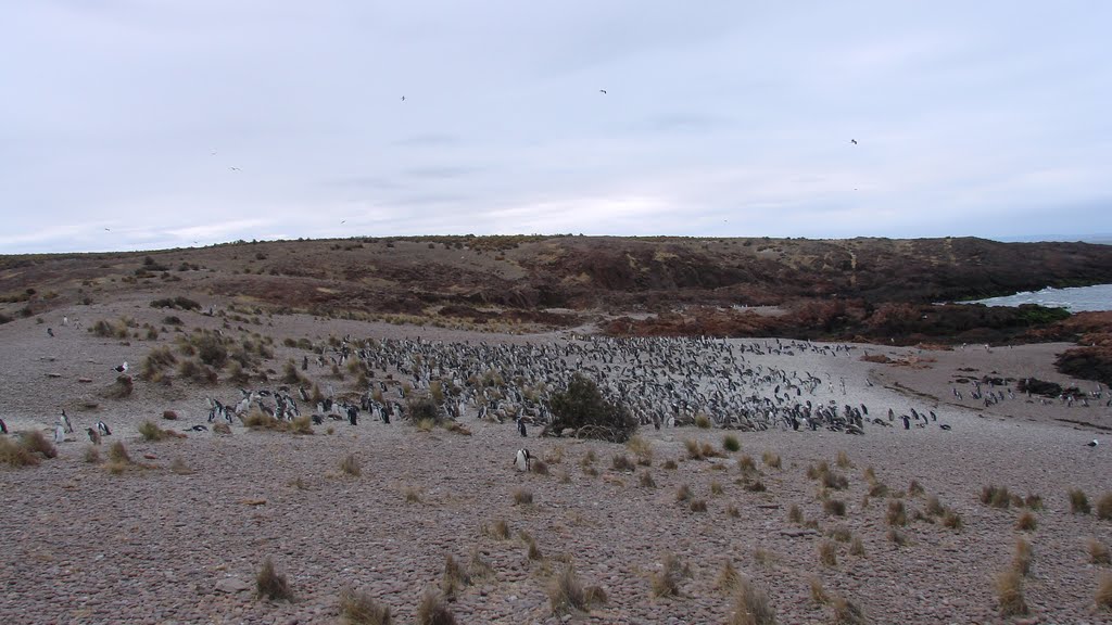 Manifstacion de pingüinos by oscar09