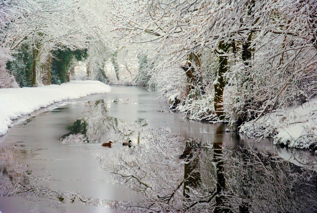 Ducks on Canal, Jan 2010 by gw8kch