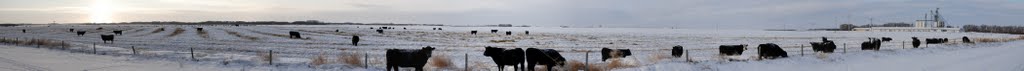 Winter Cows by Bruce A. Johnson NUT