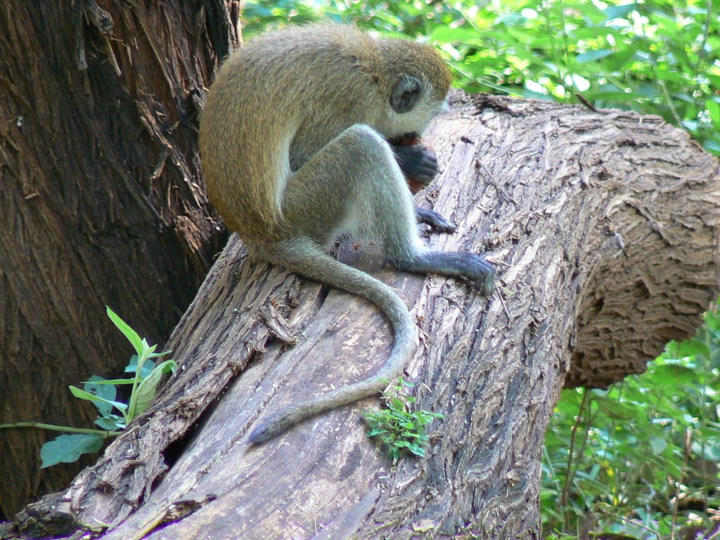 Blue balled monkey Samburu Lodge by Phil Hassler