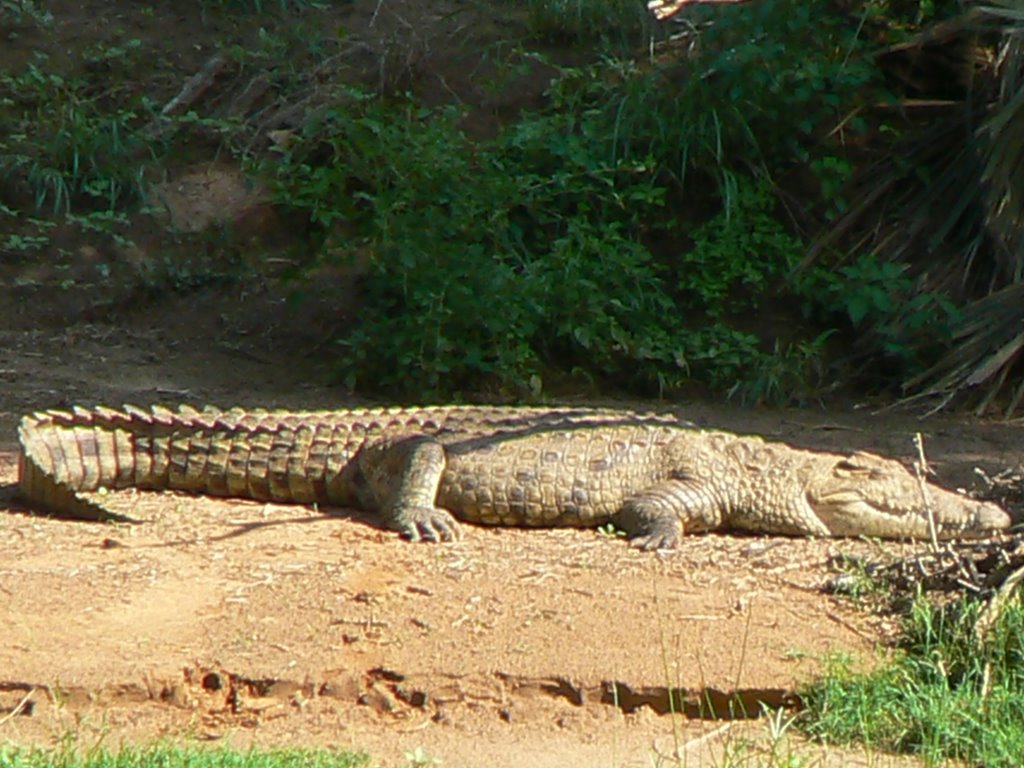 Crocodile Samburu Lodge by Phil Hassler