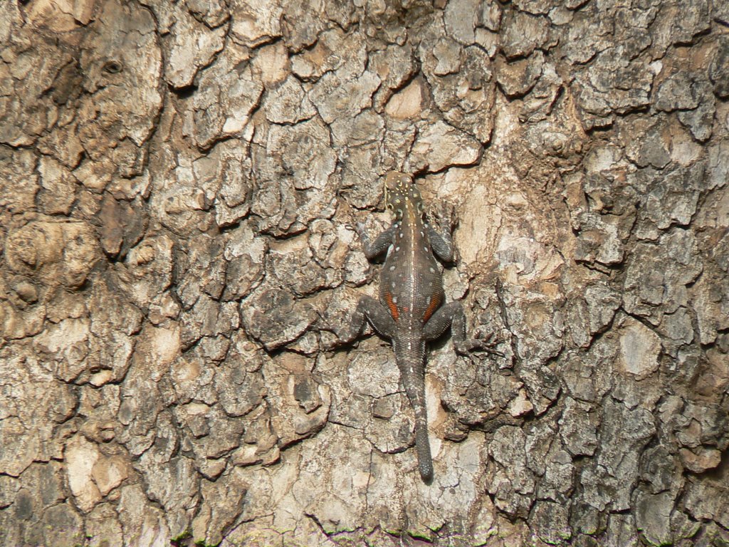 Lizard Samburu by Phil Hassler