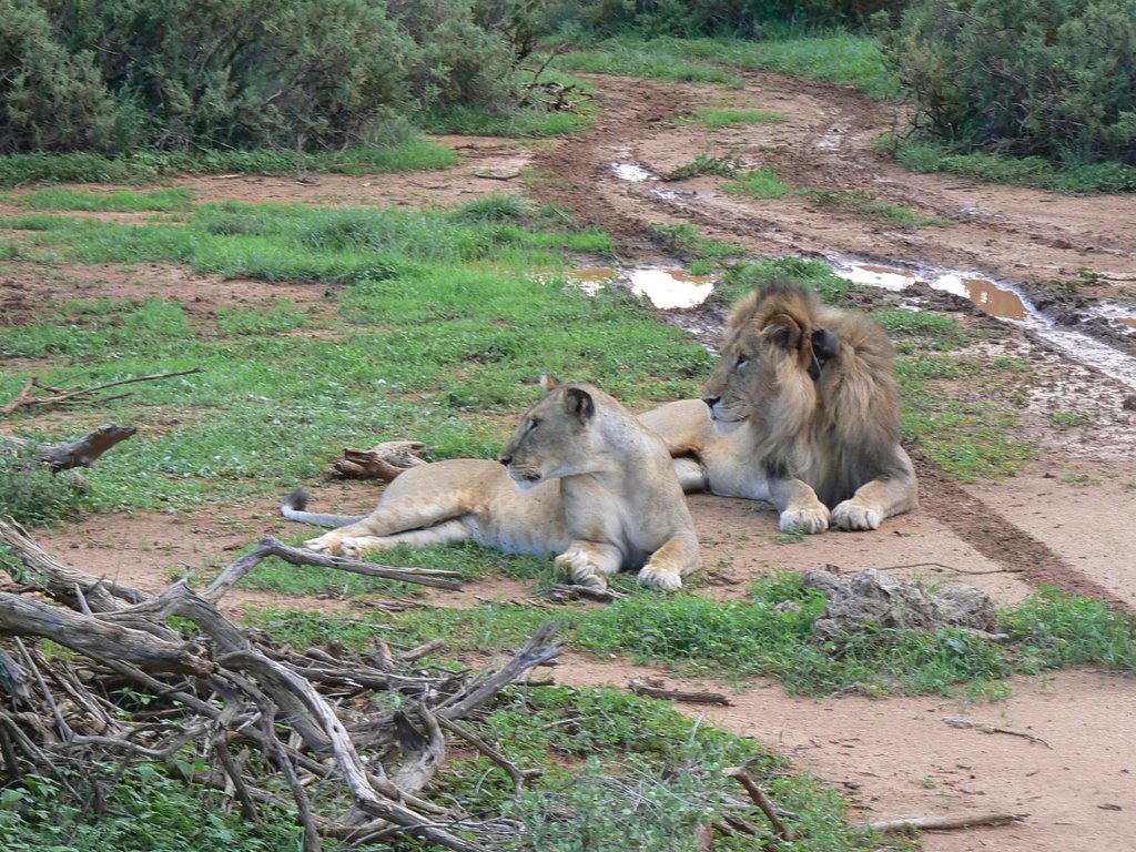 Lion and Lioness Samburu by Phil Hassler