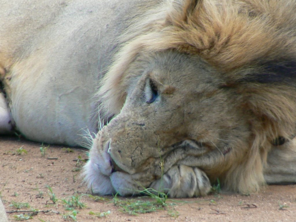 Lion Samburu by Phil Hassler