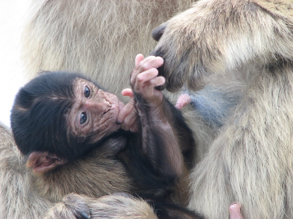 Baby Barbary ape on the "Rock" by mikerogers