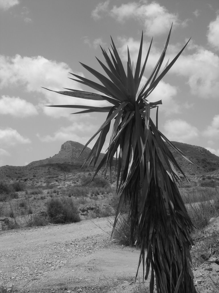 CALBLANQUE 10 JUL by glorieta