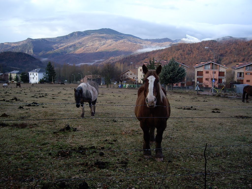 Cavalls de la Vall Fosca by dcocam