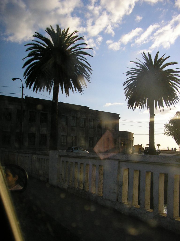 Palmeras junto al puente en tomé by josechandiah