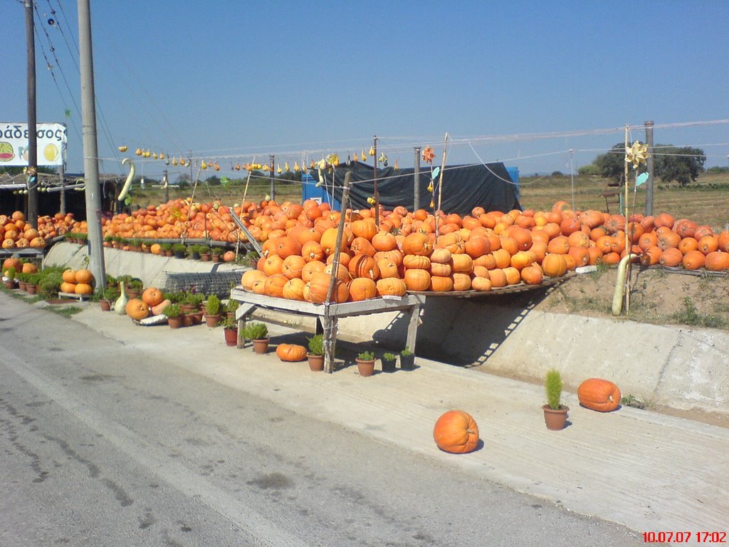 Pumpkins, ideal for pies, at both sides the national road to Patras-Kürbise an beiden Seiten die nationale Straße zu Patras by alkonst