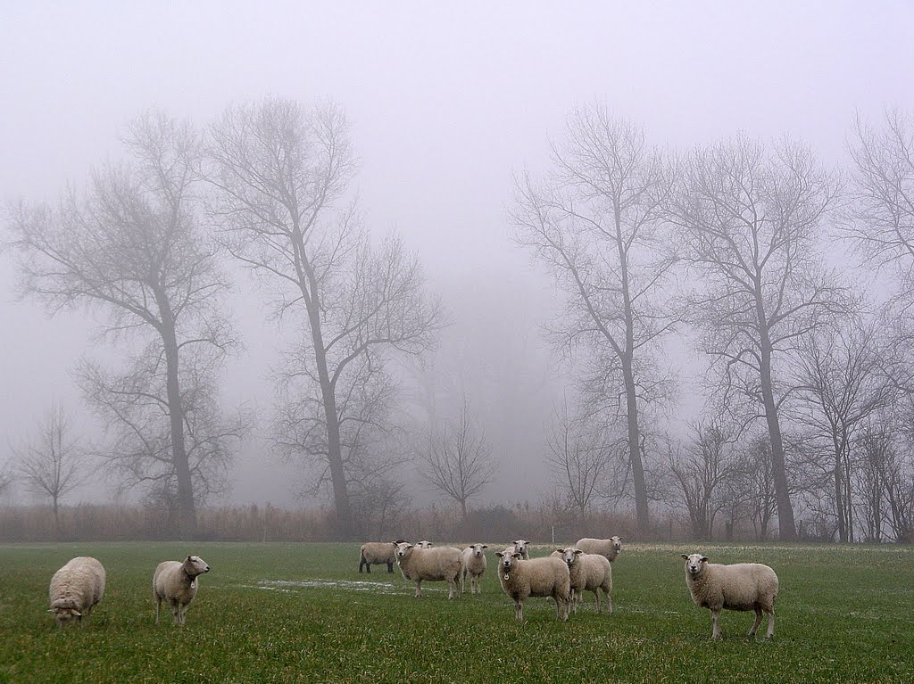 Schapen in de mist by Annelies Vink