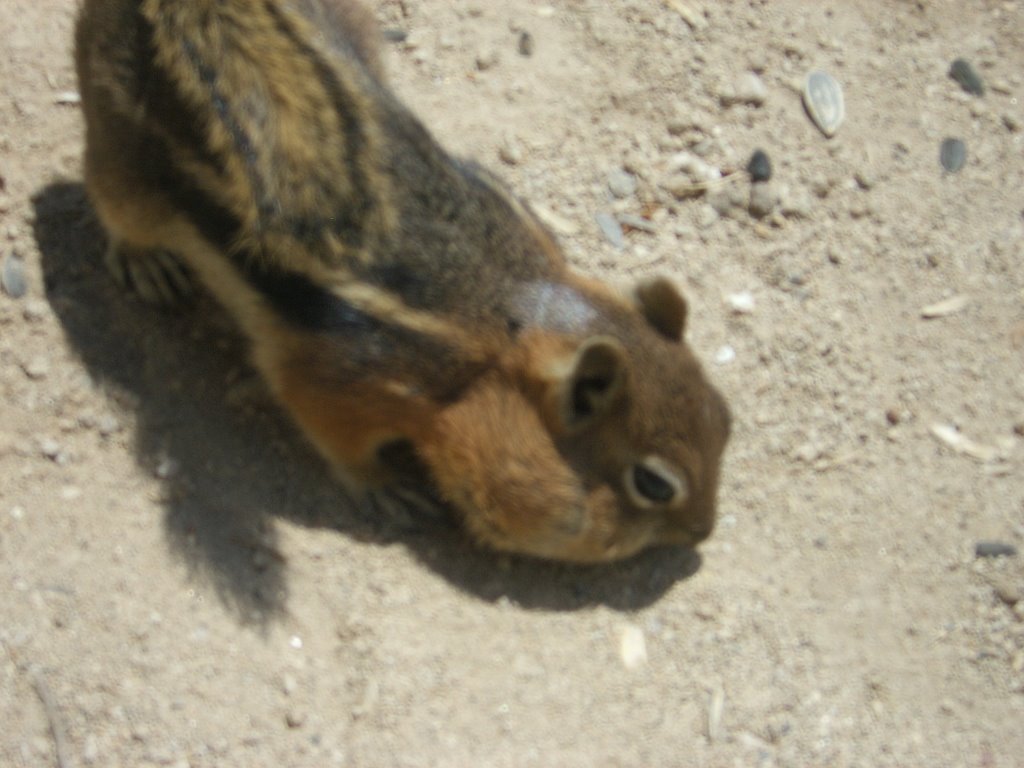 Colorado chipmunk by john K