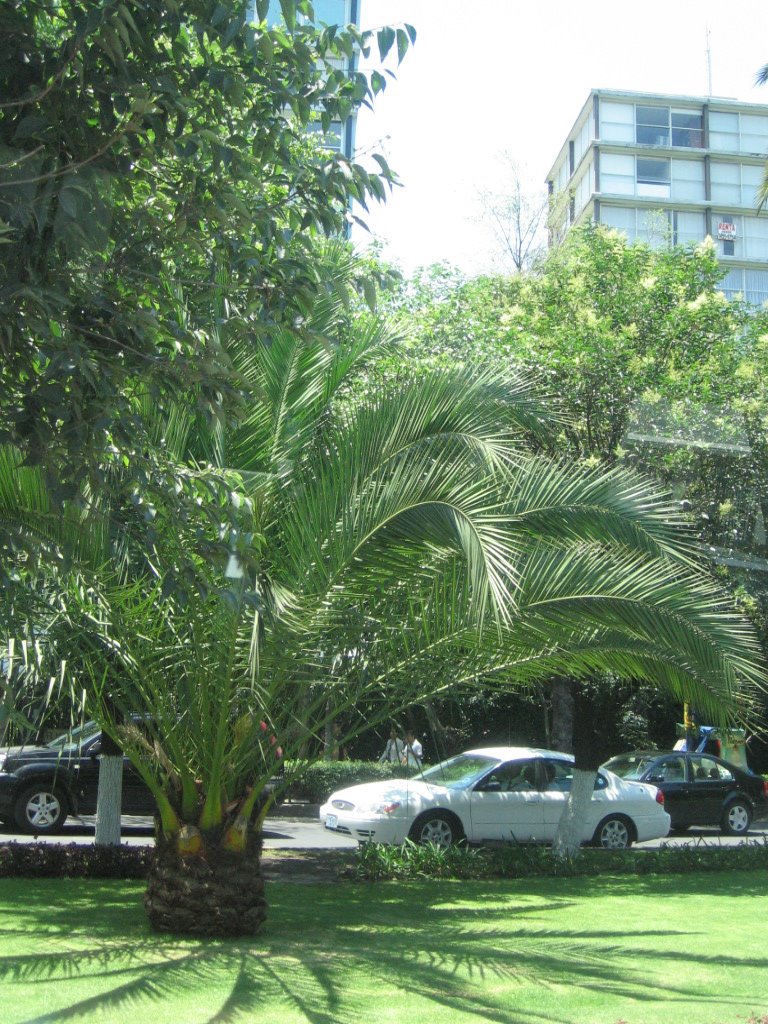 Palmeras en Ave Palmas Mexico DF by ~☂slavva☂~