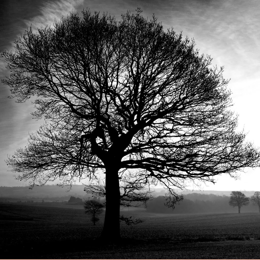 Tree In Winter by JohnDHarrison