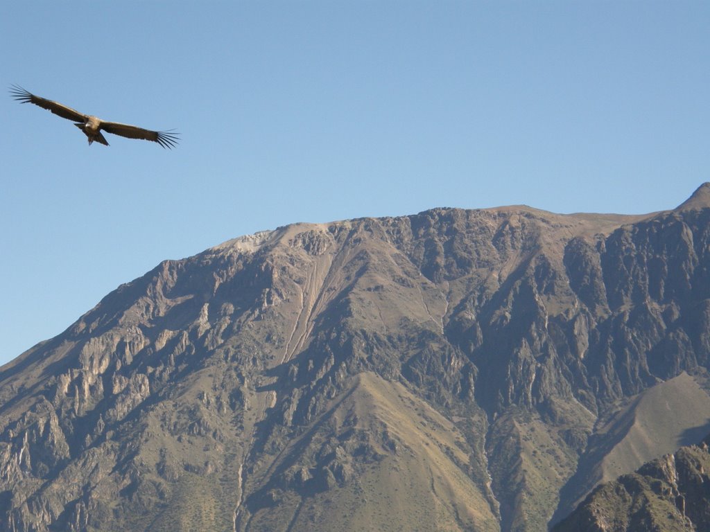 Condor nel Canyon del Colca 1 - 26-05-07 by simo75