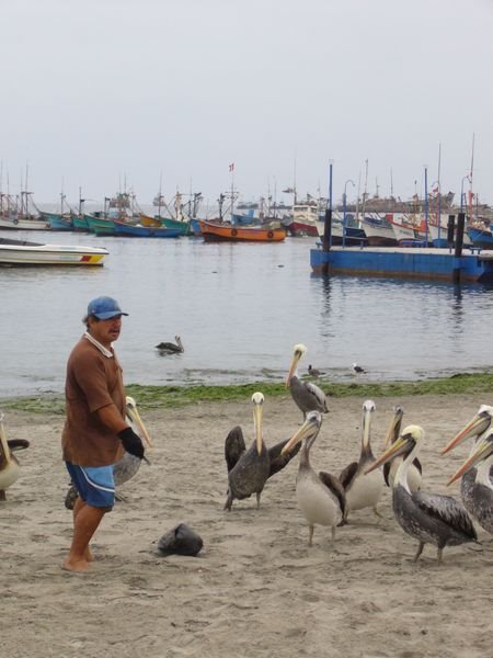 Paracas - feeding birds by Hermsen