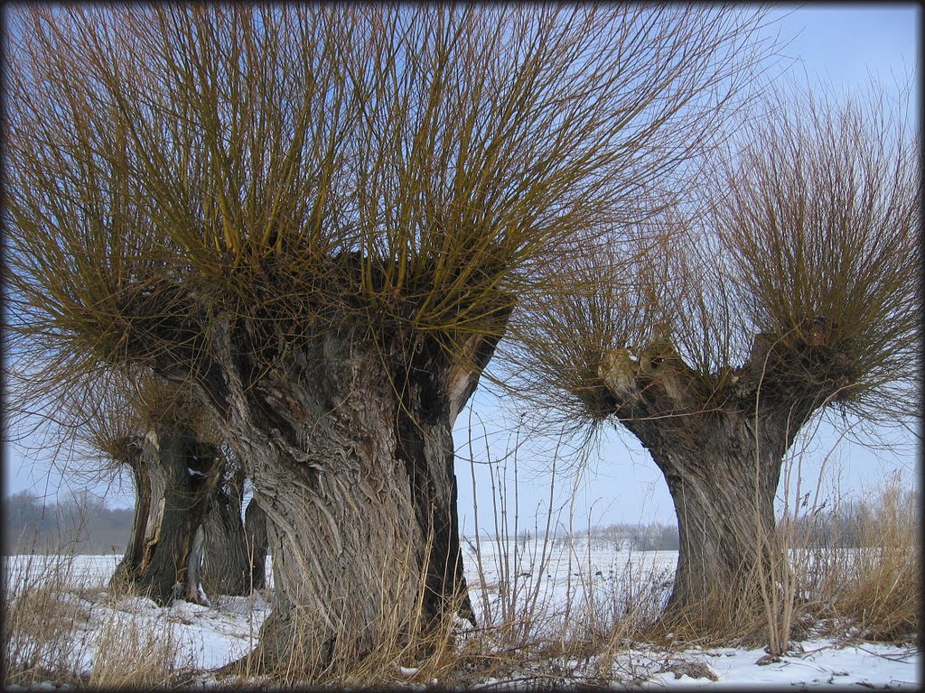 WeidenKoenigHoehlenSitz - Abbenrode - 240210 by karovien