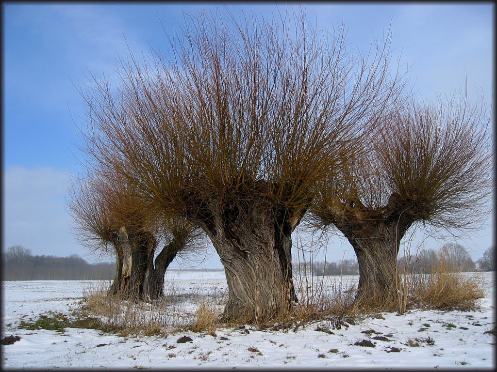 Larissas WeidenSumpfTrio - Ларисса Трио ив - the three fabulous monsters - Abbenrode - 240210 by karovien