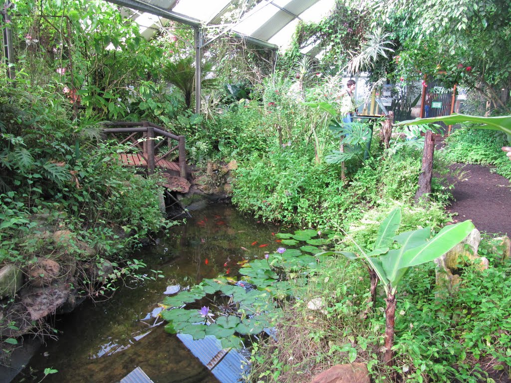 Butterfly world by Willem Nabuurs