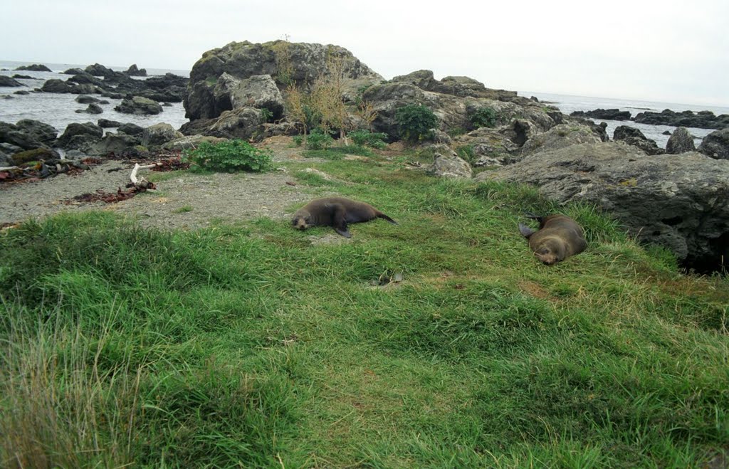 Seals - sleeping by MBagyinszky