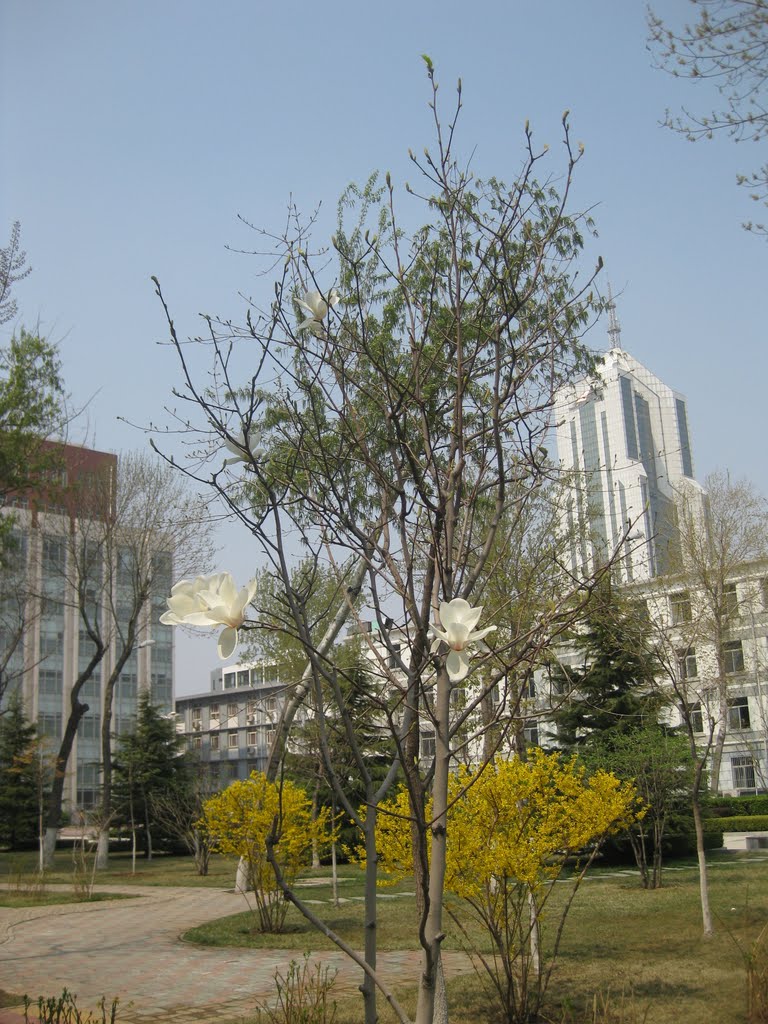 Tianjin Medical Univ., Apr 2009 by Vanillus