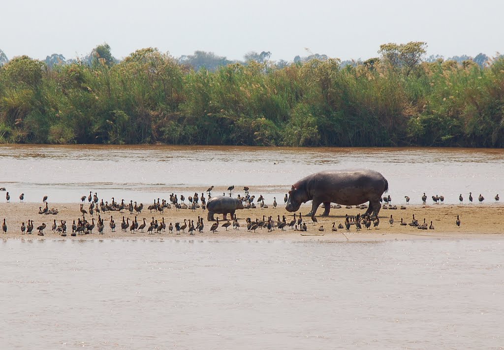 Ruzzi National Park, Hippos by newfarm