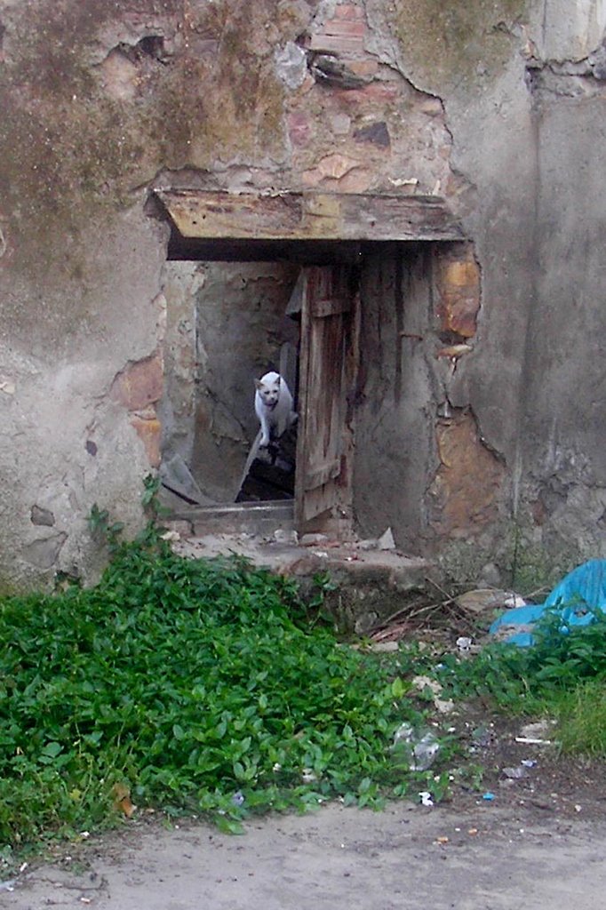 Ventana con gato by Jose Pelaez