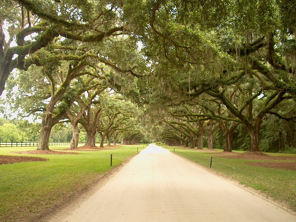 Boone Hall Driveway, Looking South by apitt