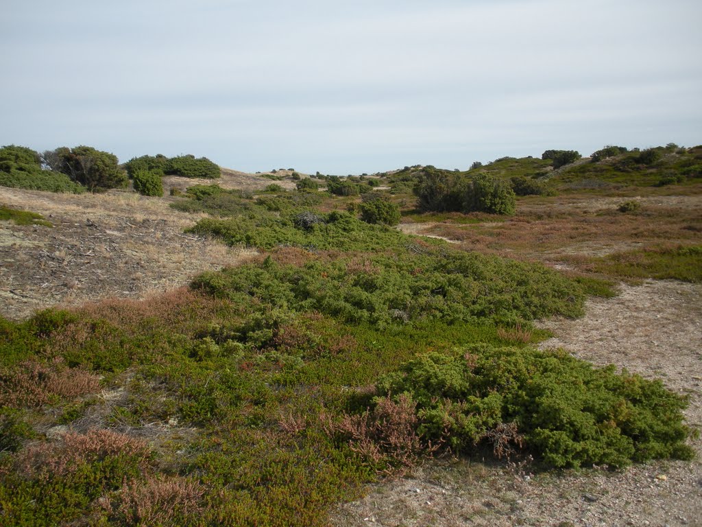 Anholt natur by Finn Gade