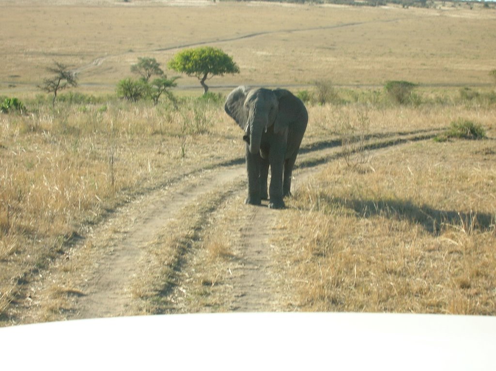 Masai mara by tania 7