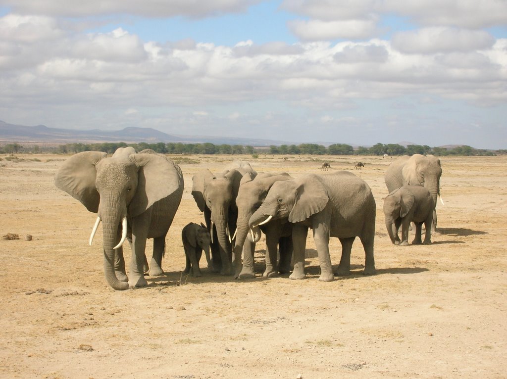 Amboseli by tania 7