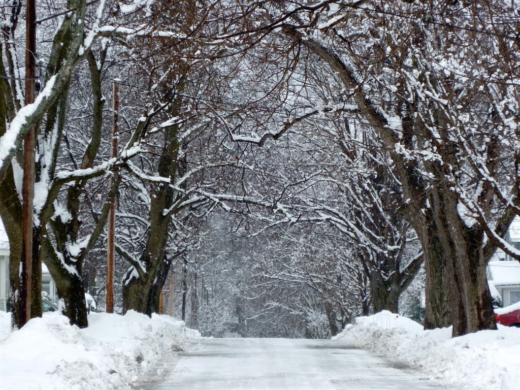 Arch of Snowy Trees by stratfordct