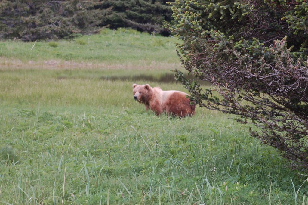 Kodiak bear - Afognak Island by davyc