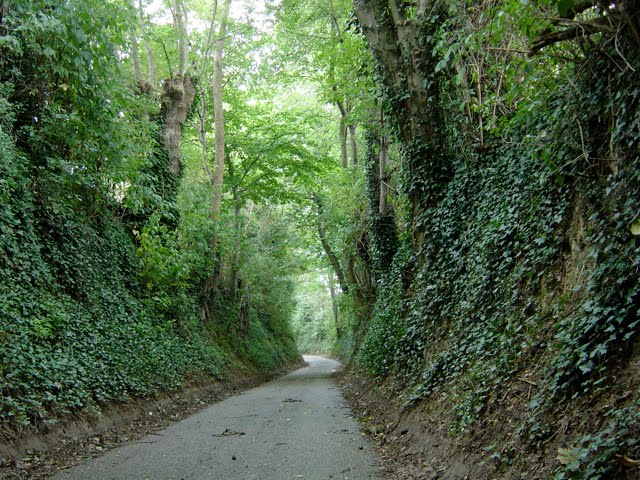 Holle weg Vielderweg - Viel Bingelrade by goudsbloem